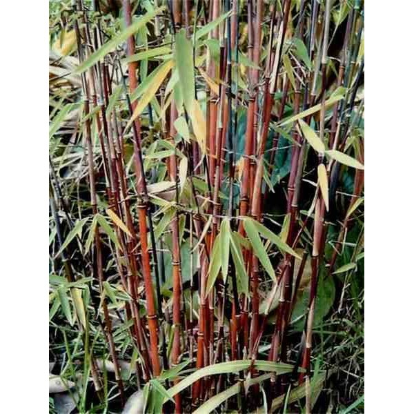 Fargesia "Jiuzhaigou 1" (Bambou non traçant) Pot 30 Litres 175/200cm