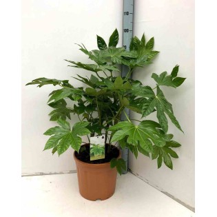 Sac de protection contre le gel L Ø 40 x 35 cm marron pour plantes en pots
