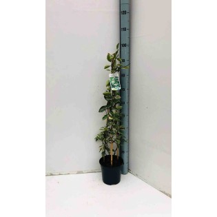Trachelospermum jasminoides cv. Variegata Tricolor