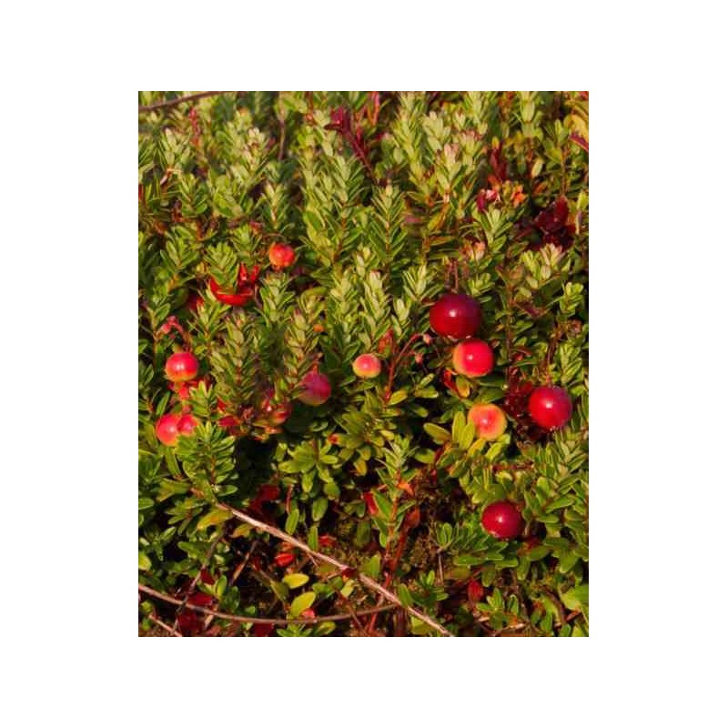 Vaccinium macrocarpon pèlerin (Canneberge, Cranberry) Pot de 2 litres ?  10/30cm Couleur floraison rose Taille Pot de 2 litres – 10/30cm