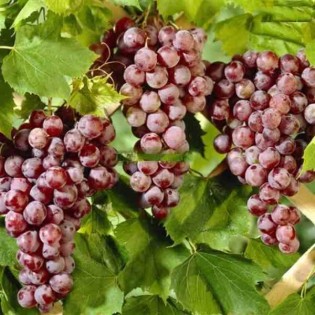 Vigne à raisin rouge (Vitis labrusca Spulga)