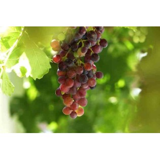 Vigne à raisin rouge sans pépins (Vitis Vanessa)