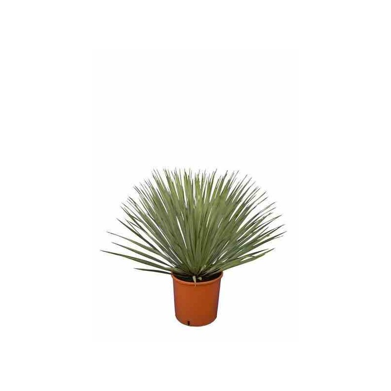 Yucca rostrata