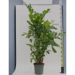 Caryota maxima var.Himalaya (Palmier à queue de poisson)