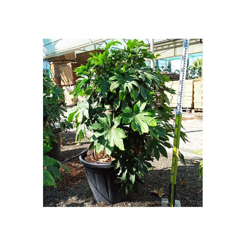 Fatsia japonica (Aralia du japon)