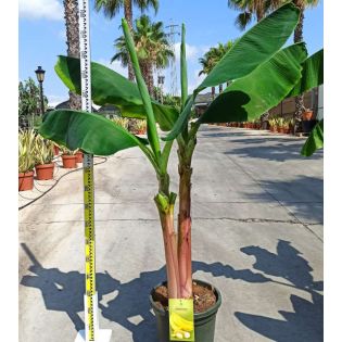 Bananier Musa acuminata cv. SPECIMEN Super Nain Cavendish