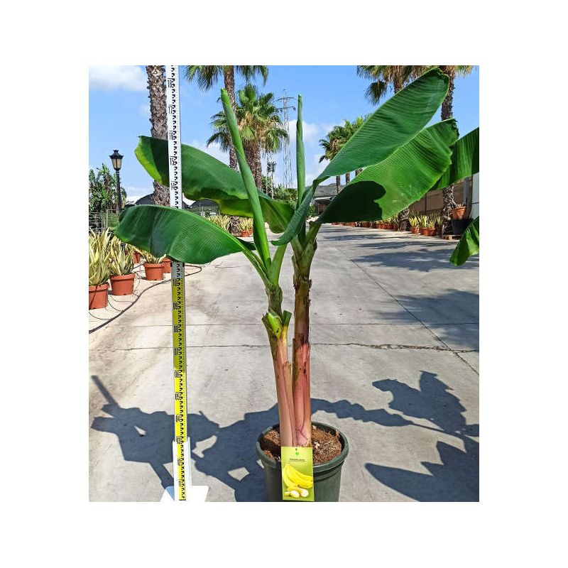 Bananier Musa acuminata cv. SPECIMEN Super Nain Cavendish
