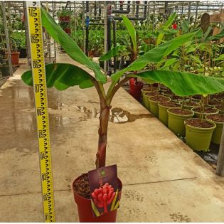 Bananier Musa acuminata cv. Super Dwarf Cavendish