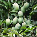 Manguier : Mangifera indica var. Osteen