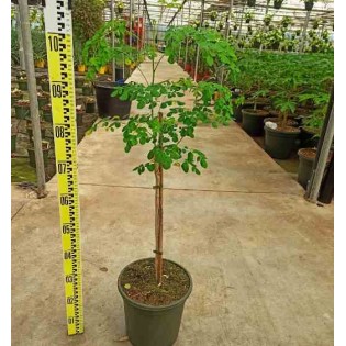 Moringa oleifera arbre de vie