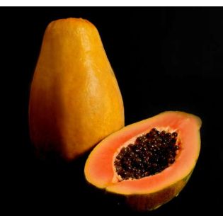 Papayer : Carica papaya var. Siluet (pulpe rouge)