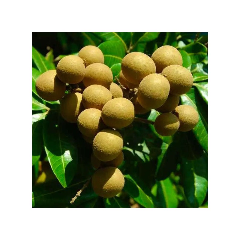 Dimocarpus longan (longan uo oeil du dragon)