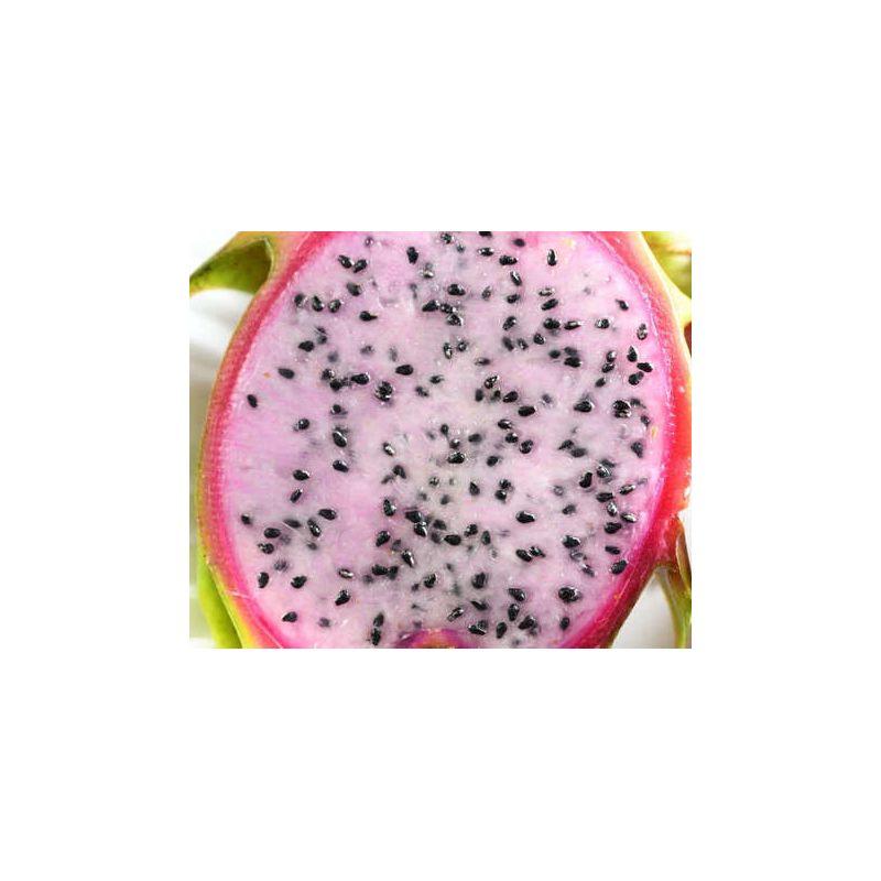 Pitaya : Hylocereus guatemalensis (Pitaya ou fruit du dragon)