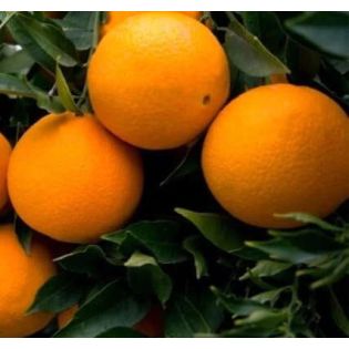 Citrus sinensis var. sucrena (oranger)