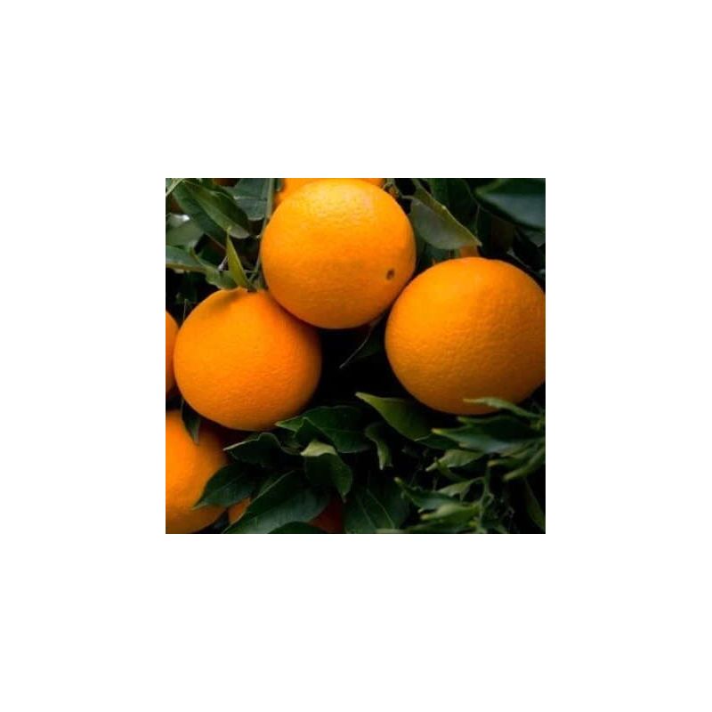 Citrus sinensis var. sucrena (oranger)