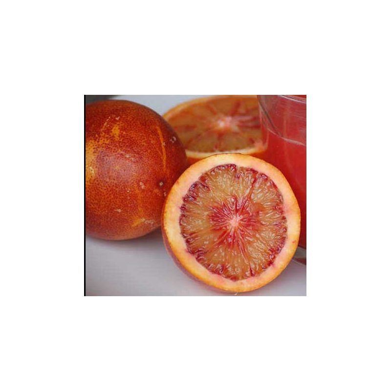 Citrus sinensis var.Valencia Midknigh (oranger gros fruit sans pépins)