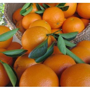 Citrus sinensis var.Navelina (orange Précoce, fruit délicieux bien équilibré)
