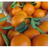 Citrus sinensis var.Navelina (orange Précoce, fruit délicieux bien équilibré)