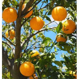 Citrus sinensis var.Lanelate (orange grand fruit bien équilibré))