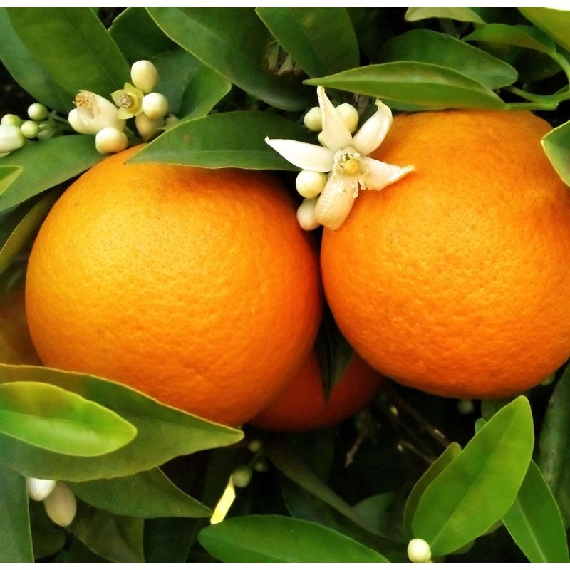 Citrus sinensis var. Washington navel (oranger hatif sans pépins)