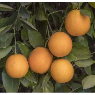 Citrus sinensis var. Salustiana (oranger excellent jus)