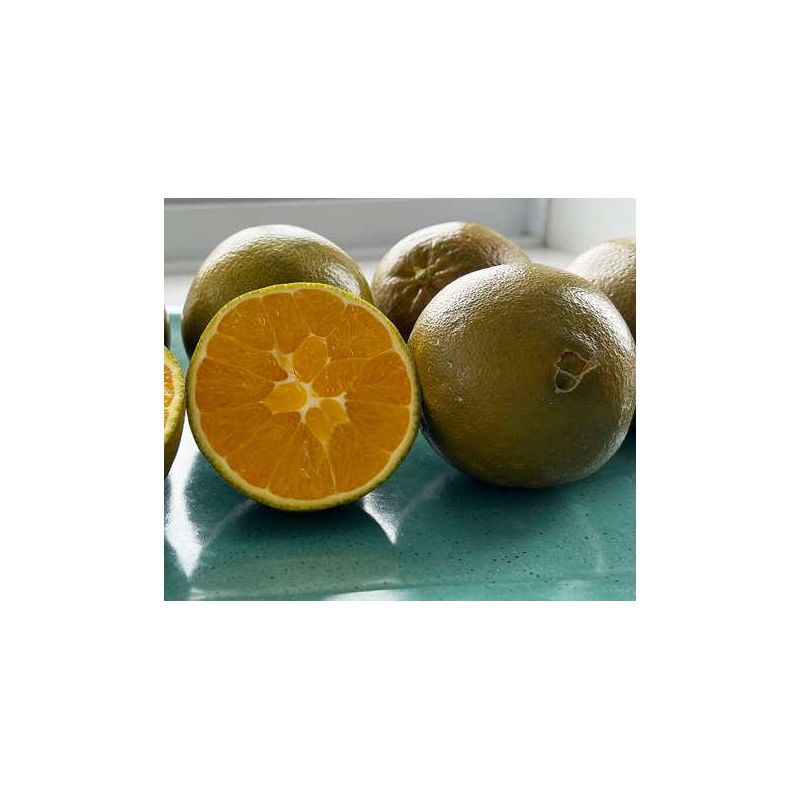 Citrus sinensis var. Navel chocolate (oranger Fruit couleur chocolat très sucré)