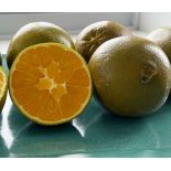 Citrus sinensis var. Navel chocolate (oranger Fruit couleur chocolat très sucré)