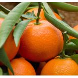 Citrus clementina var. hernandina (Belle production et sucré)