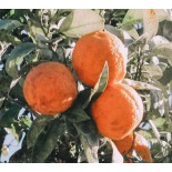 Citrus clementina var. Arrufatina (Belle production précoce sucré sans pépins)