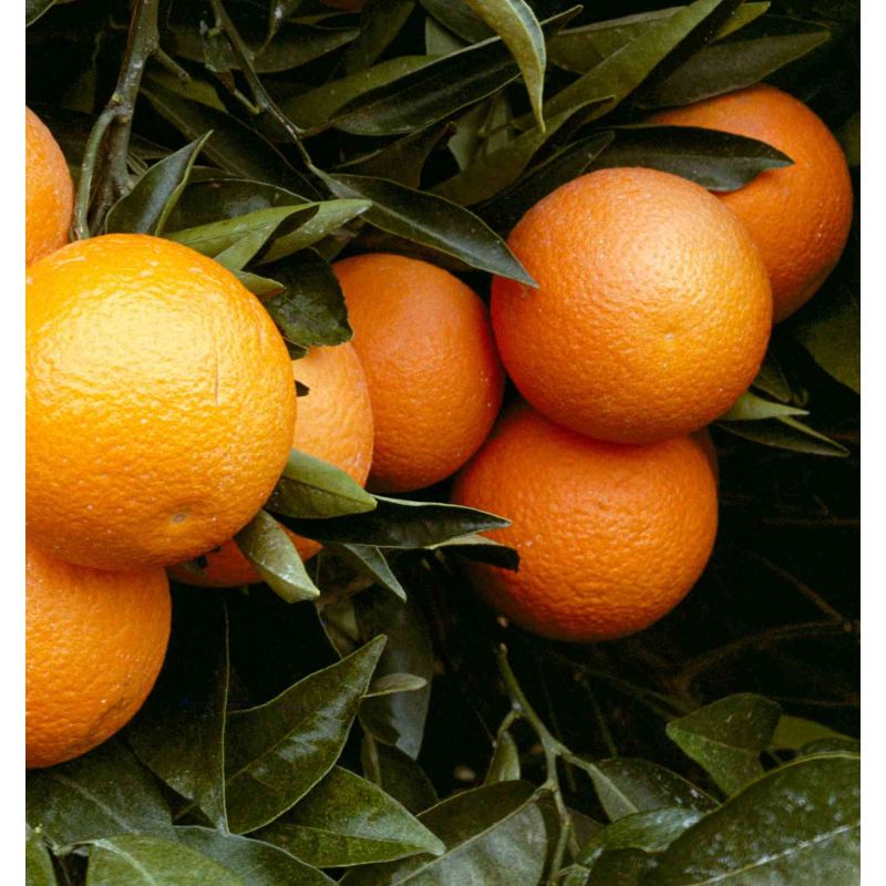 Citrus clementina var.Marisol (précoce petit fruit sucré peu acide)