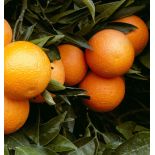 Citrus clementina var.Marisol (précoce petit fruit sucré peu acide)
