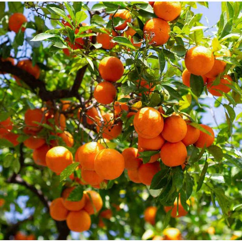 Citrus clementina var.satsumas (fruit sucré, précoce, Résistant -10°C)