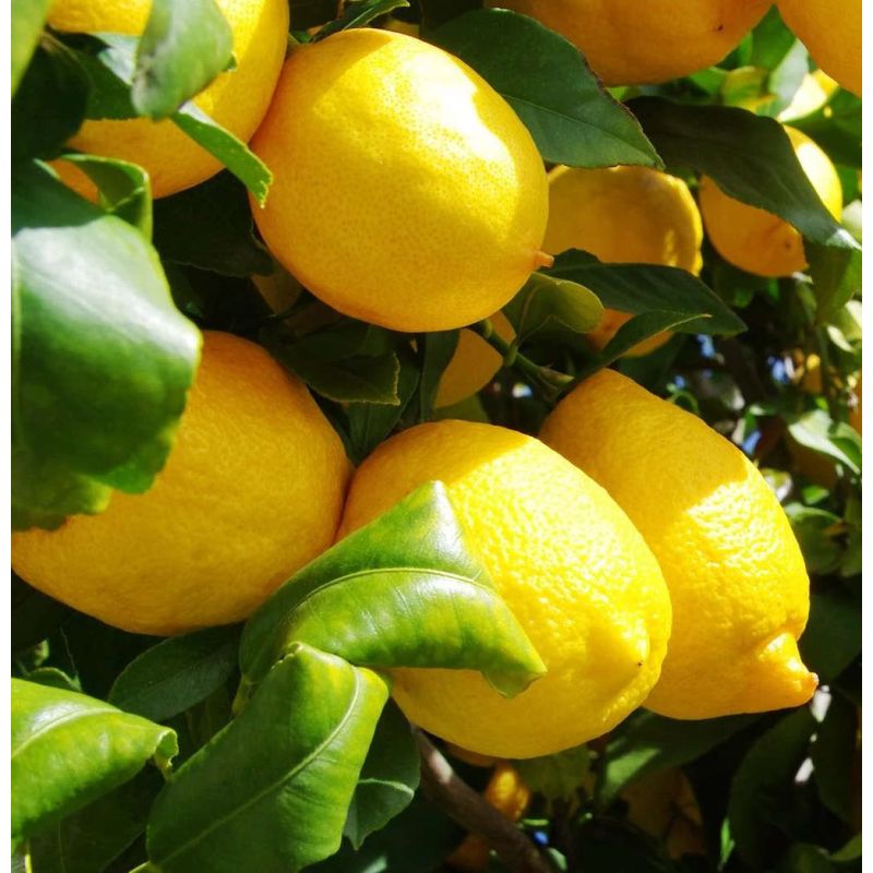 Citrus limon var Eureka (citron toute l'année)
