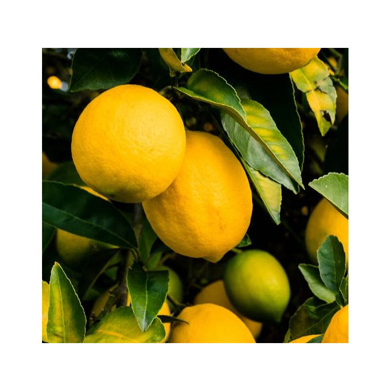 Citrus limon var Eureka (citron toute l'année)