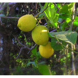 Citrus limon var Verna (vigoureux et productif)