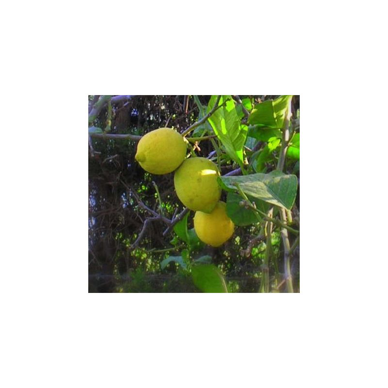 Citrus limon var Verna (vigoureux et productif)