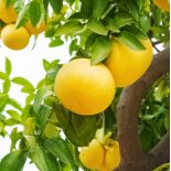 Agrumes citrus x paradisii var. Amarillo (pamplemoussier)