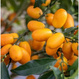 Citrus Kumquat grande (Fortunella margarita variété gros fruit gouteux)