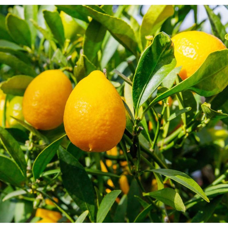 Citrus floridana (Hybride entre citron vert et kumquat)