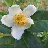 Camellia sinensis (syn. Thea chinensis): le théier