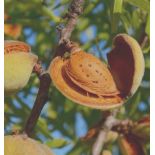 Prunus dulcis var. Largueta (Amandier productif, fruit croquant allongé)