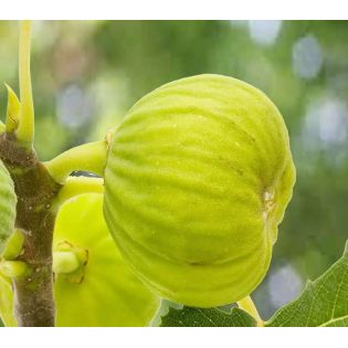 Ficus carica var. Napolitana blanche (figuier rustique et productif au fruit très sucré blanc)