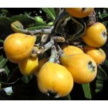 Eriobotrya japonica var tanaka (Néflier du japon très rustique à gros fruit, bibacier, Loquat)