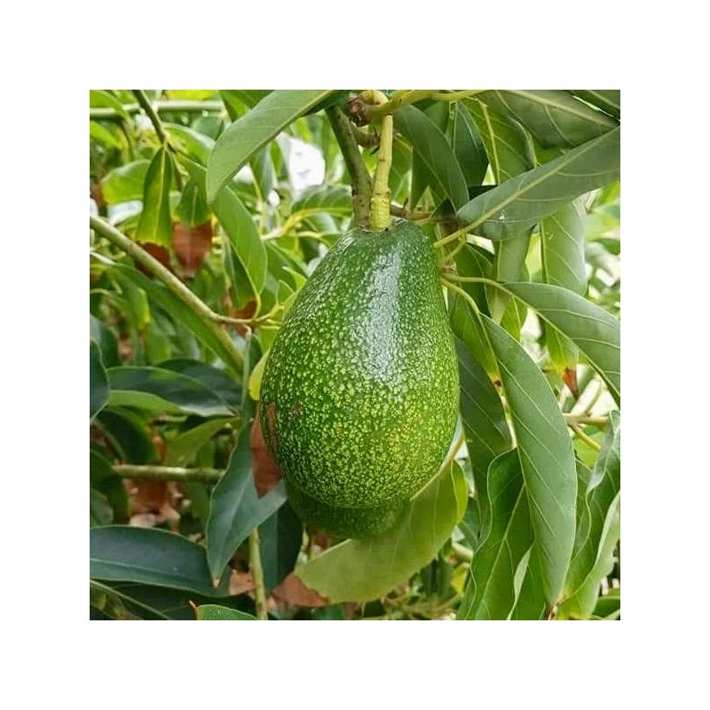 Avocatier : Persea americana var. Ettinger (De greffe)