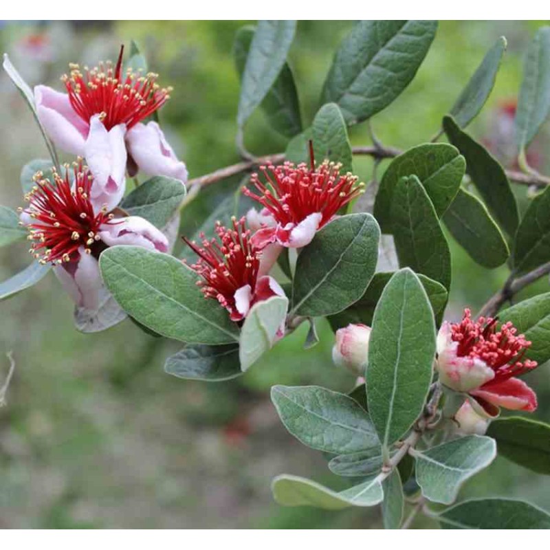 Acca sellowiana (syn. Feijoa s.)