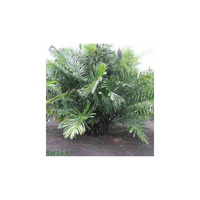 Arenga engleri (Palmier formose/palmier à sucre nain)