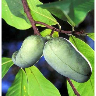 Asimina triloba (patte de patte)