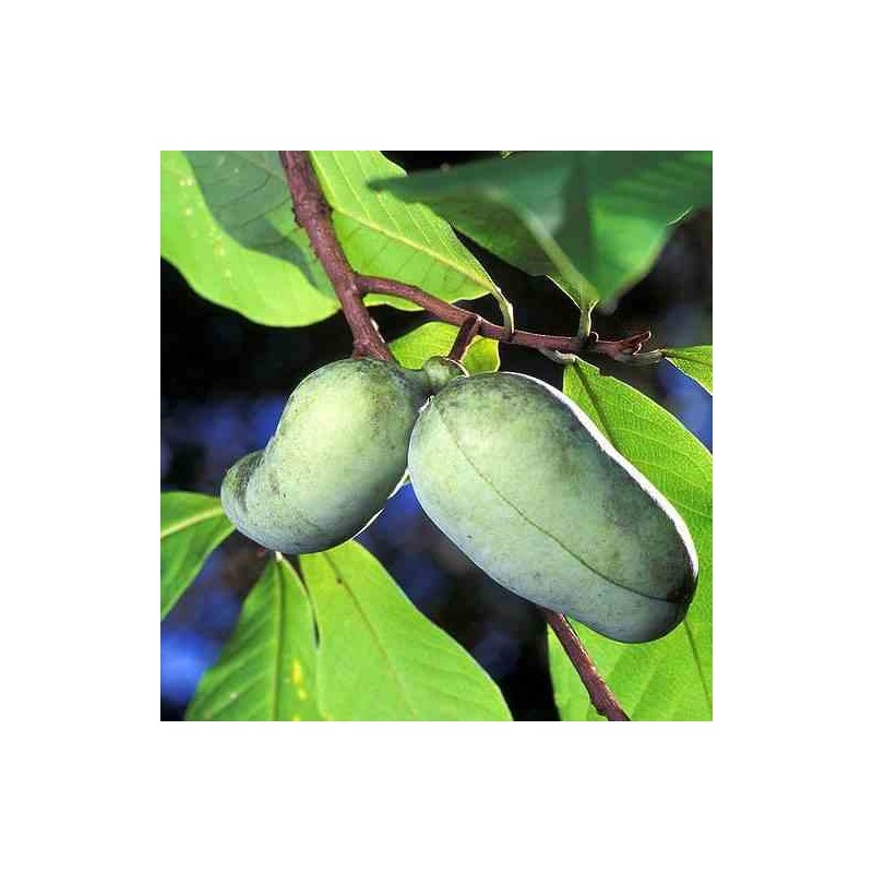 Asimina triloba (patte de patte)