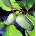 Asimina triloba (patte de patte)