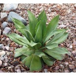 Agave chiapensis